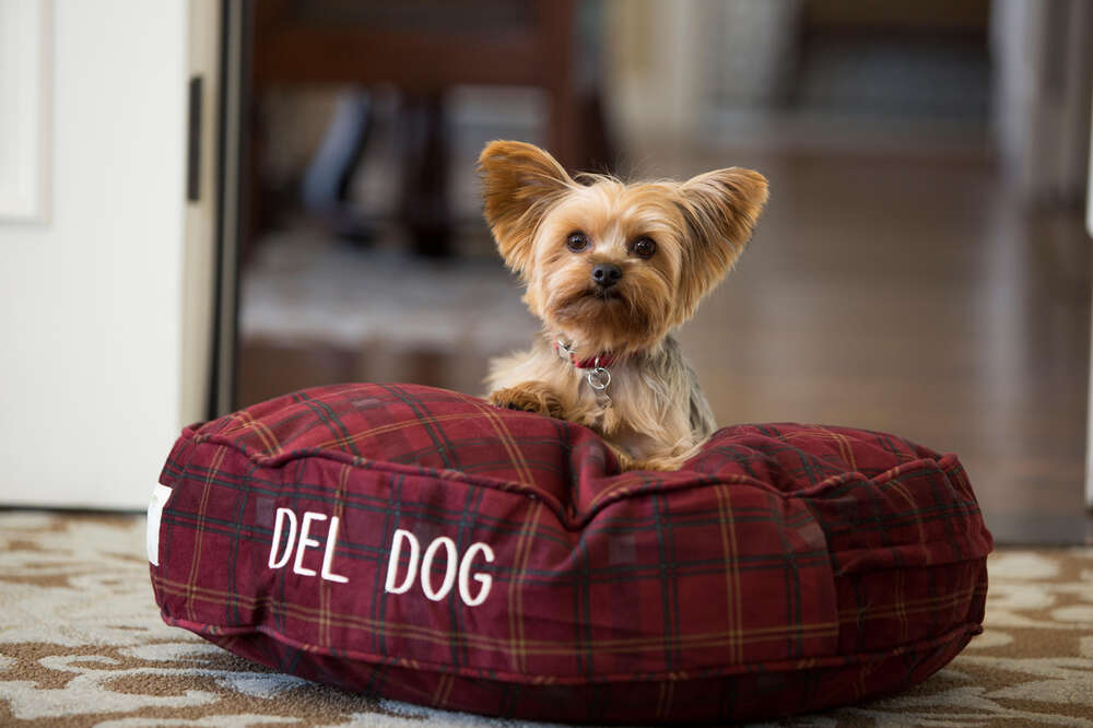 Pet Friendly Hotels San Diego: Hotels for Your Dog and Cat - Thrillist