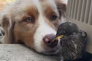 Wild Bird Visits The Woman That Rescued Her Every Single Morning