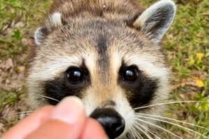 Raccoon Stays For Dinner Every Night