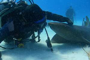 Diver Befriends A "Relentless" Nurse Shark