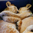 Baby Lions Are Rescued From A Living Room