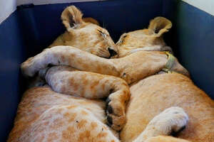 Baby Lions Are Rescued From A Living Room