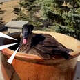 Goose Completely Take Over Man's Deck