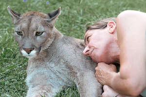 Blind Cougar Was Scared Of Crashing Into Things Until Mom Came To The Rescue