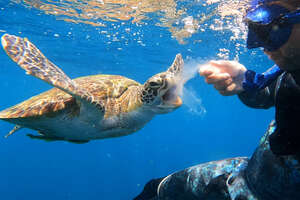 Sea Turtle Shares His Jellyfish With A Diver