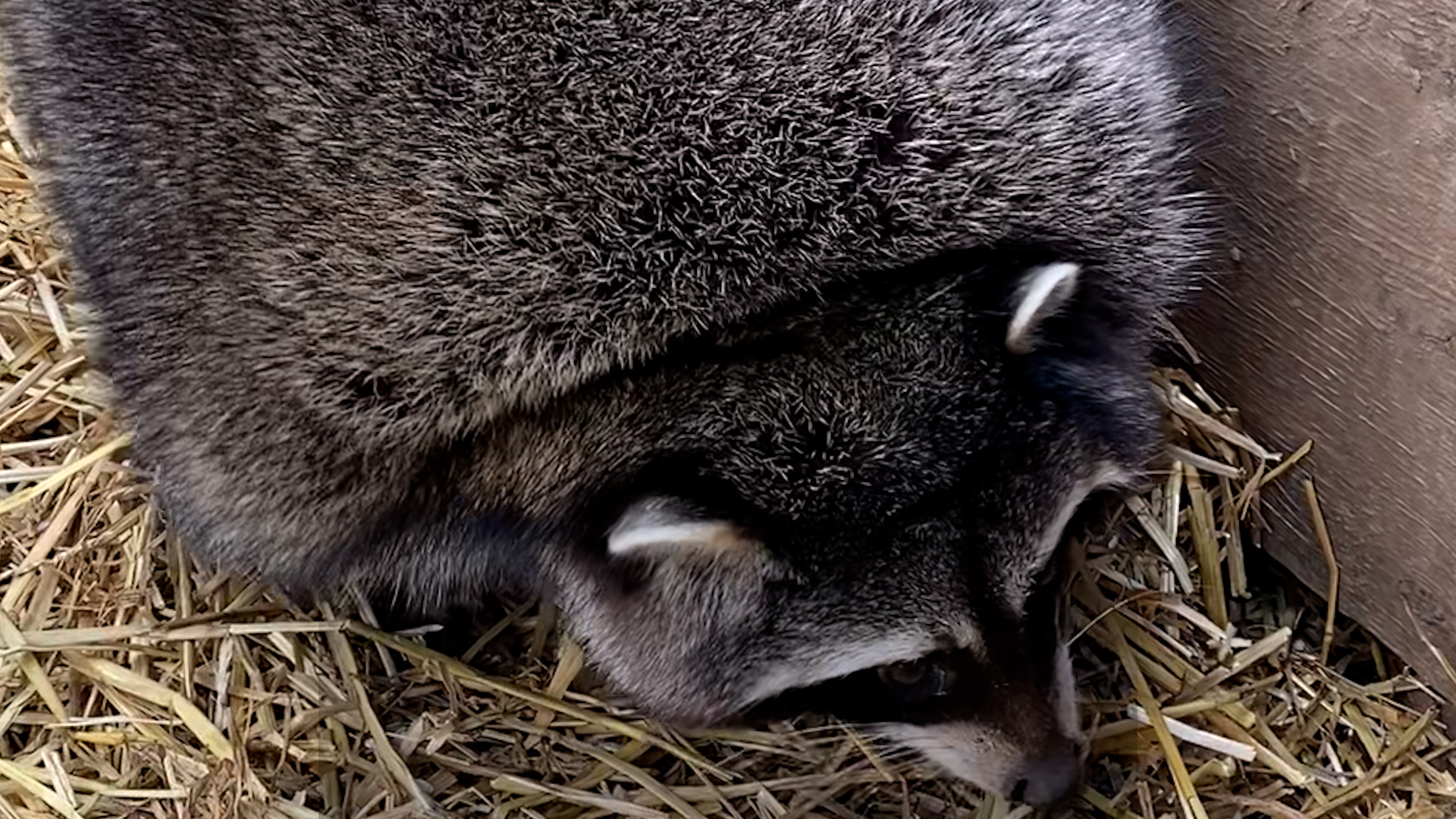 Obese Raccoons Go On A Diet Videos The Dodo