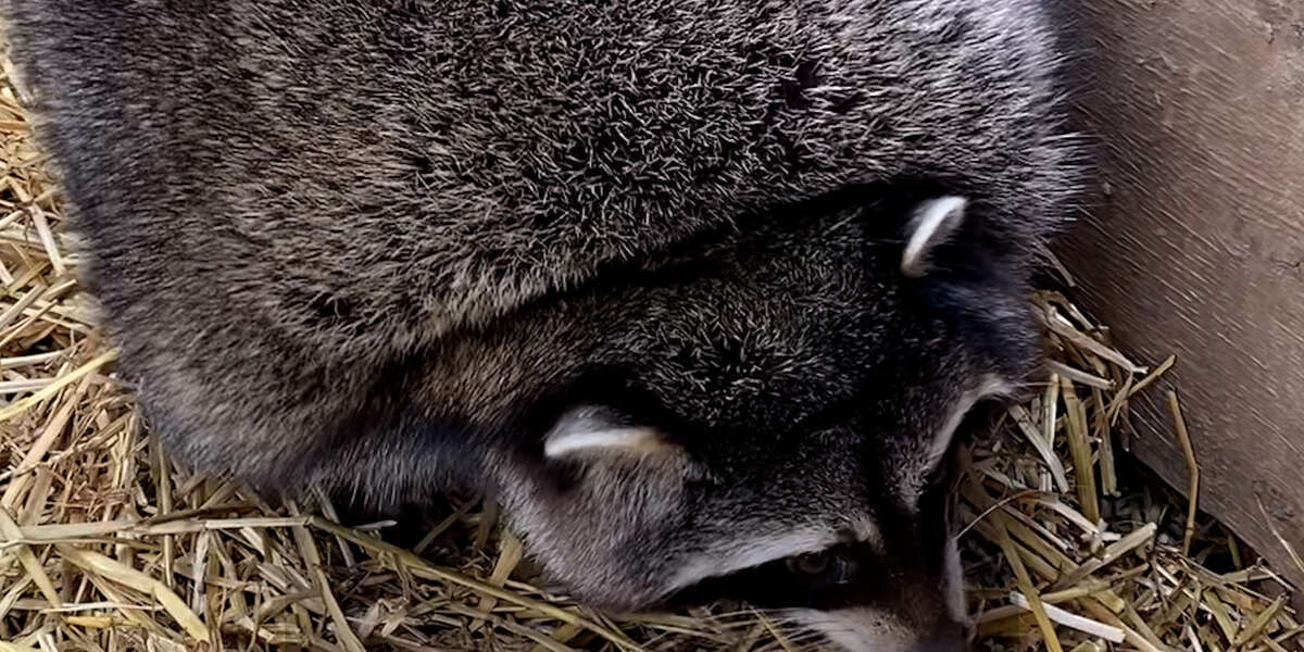 Obese Raccoons Go On A Diet - Videos - The Dodo