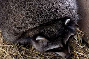 Obese Raccoons Go On A Diet