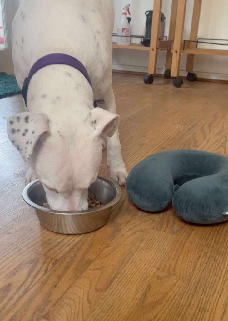 deaf dog and her travel pillow