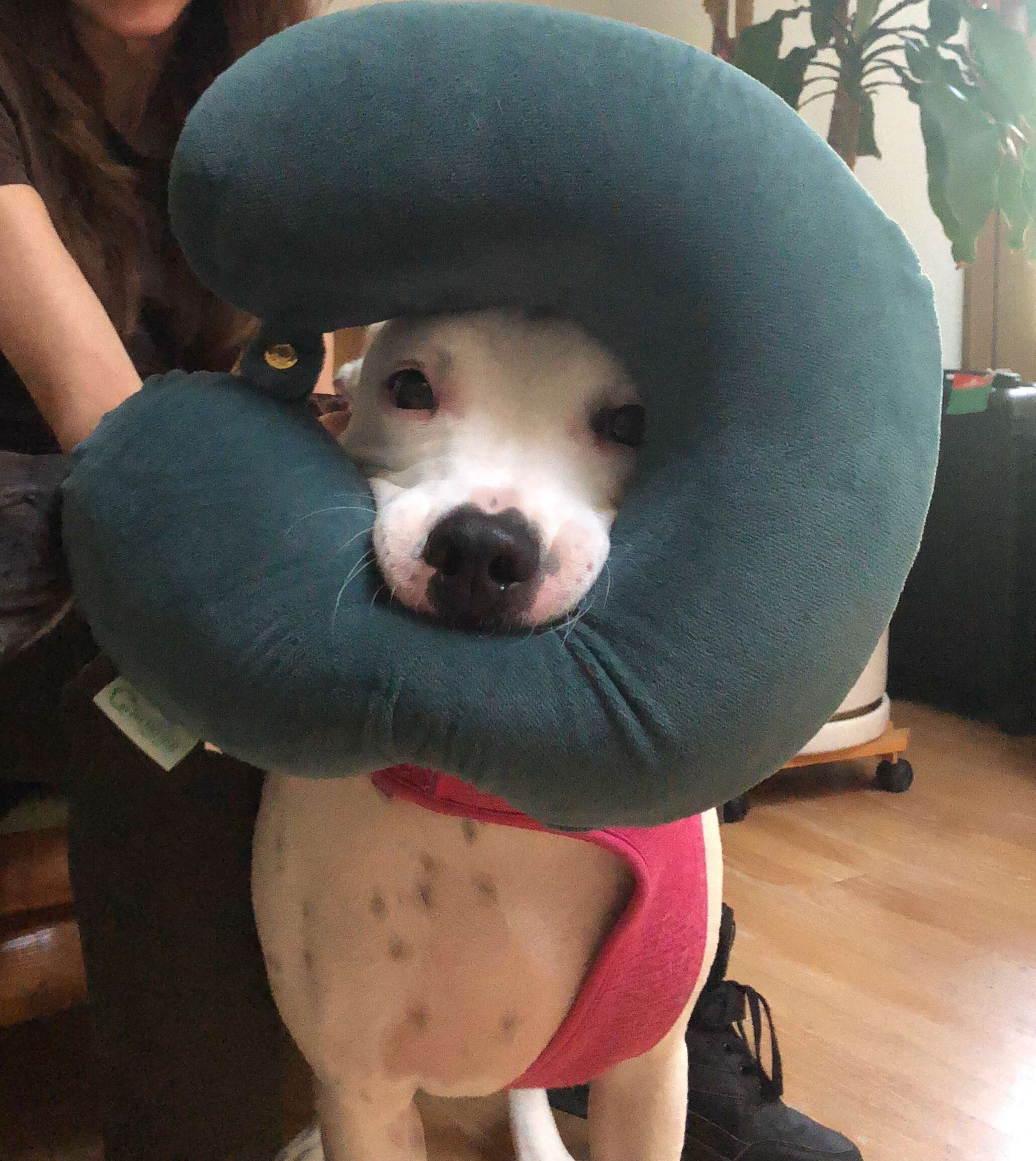 deaf dog and her travel pillow