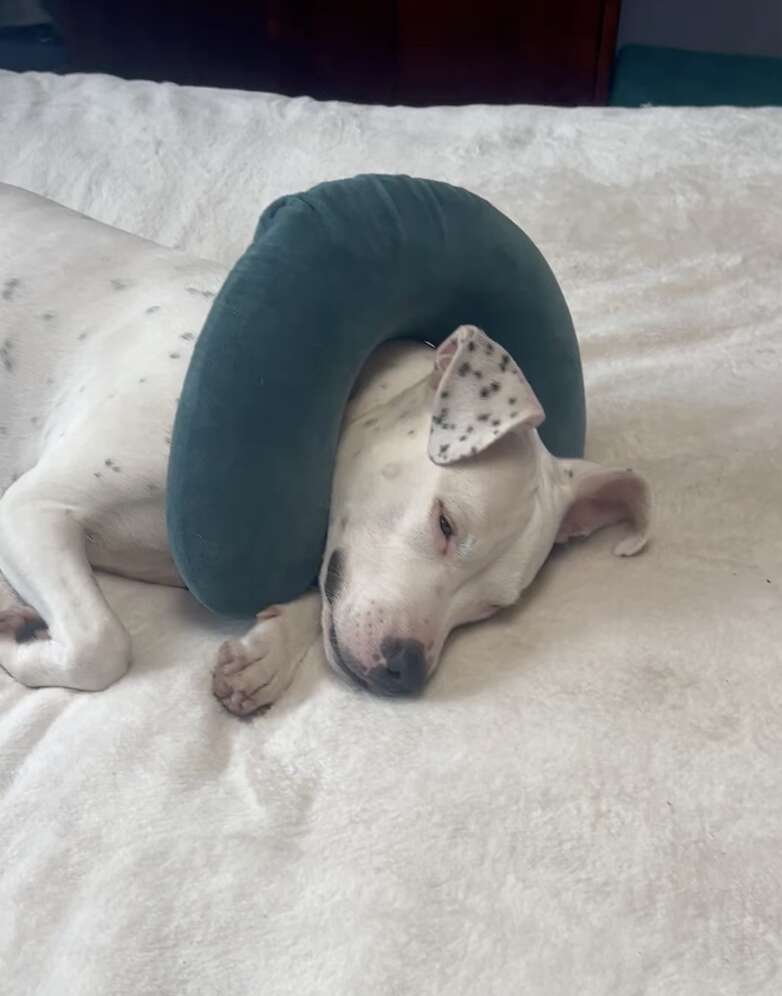 deaf dog and her travel pillow