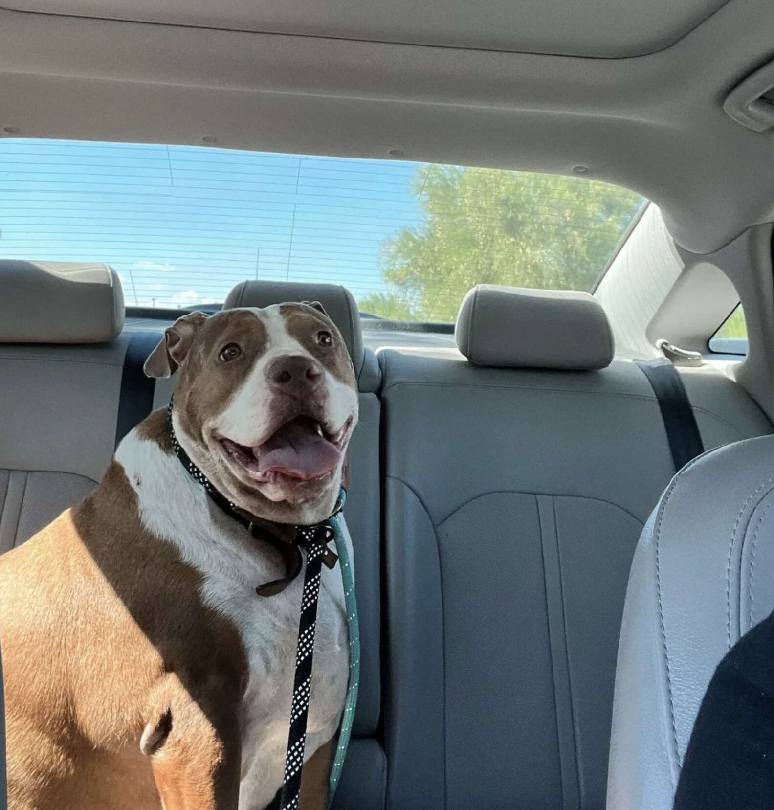 120-Pound Shelter Dog Makes Most Incredible Transformation - The Dodo