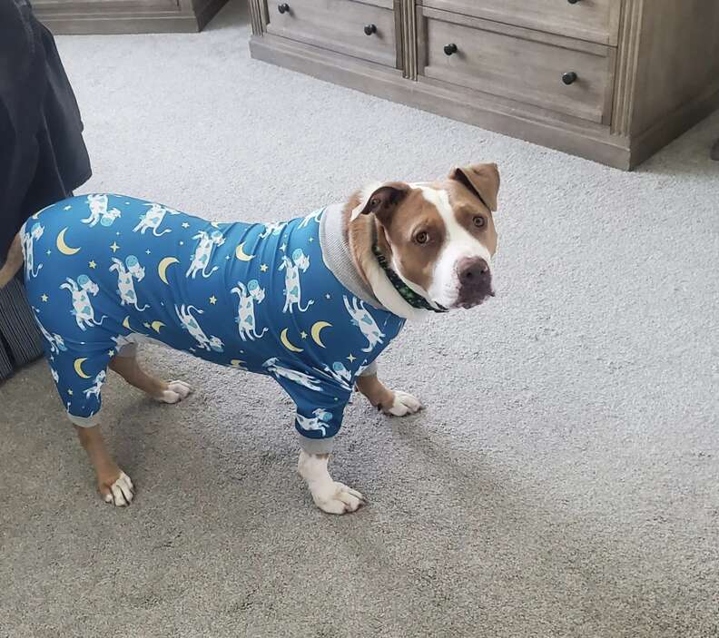 dog in pajamas