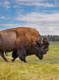 Bison in Yellowstone National Park