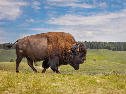 Bison in Yellowstone National Park