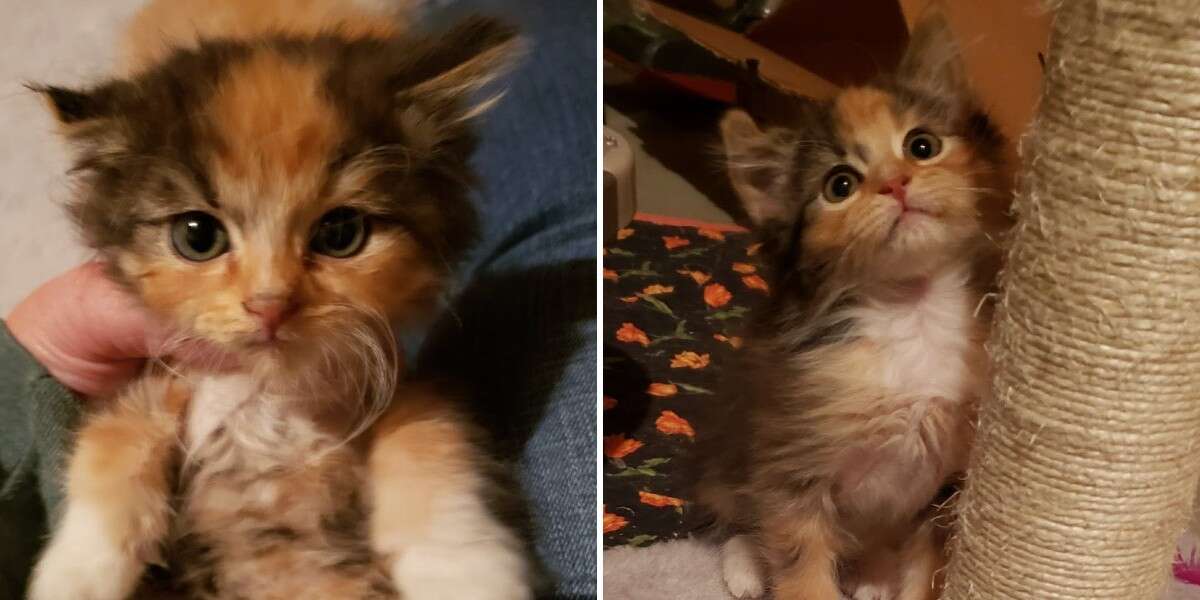 Woman Rescues Kitten — Then Realizes She's Stumbled On Someone ...