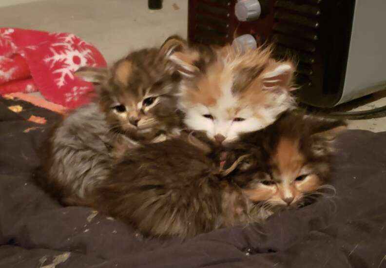 kitten pile