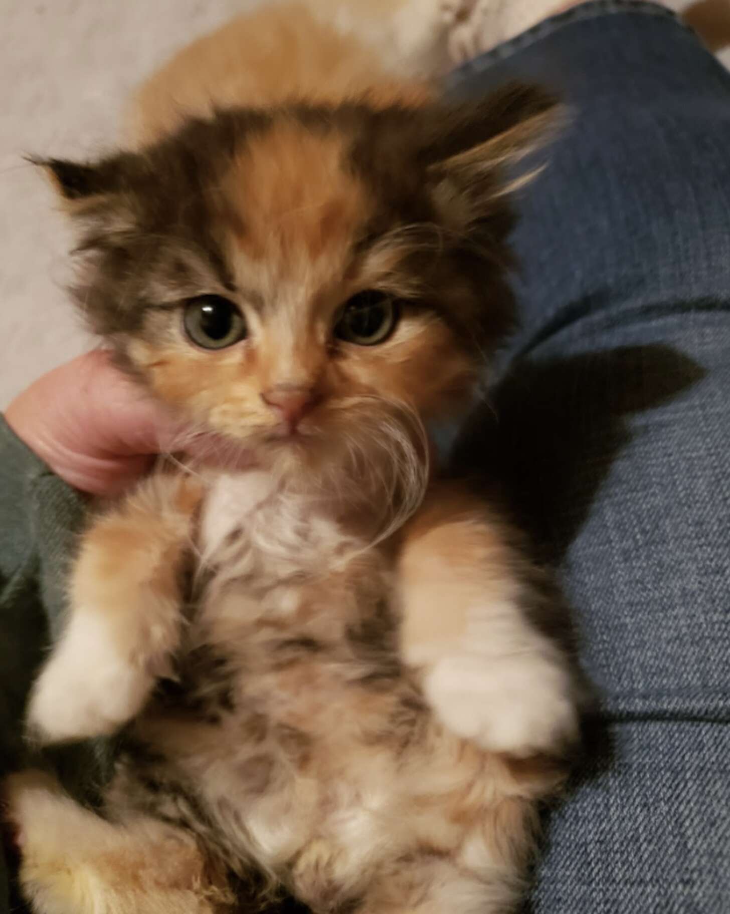 Checked Cat Woman Rescues Kitten — Then Realizes She's Stumbled On Someone ...