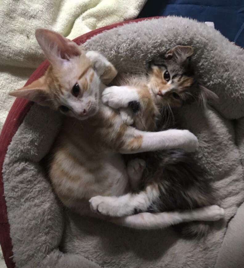 kittens hugging