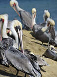 Ocean Connectors event Birding & Brews
