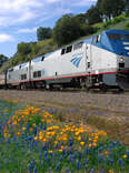 An Amtrak train going through a field of wild flowers. 