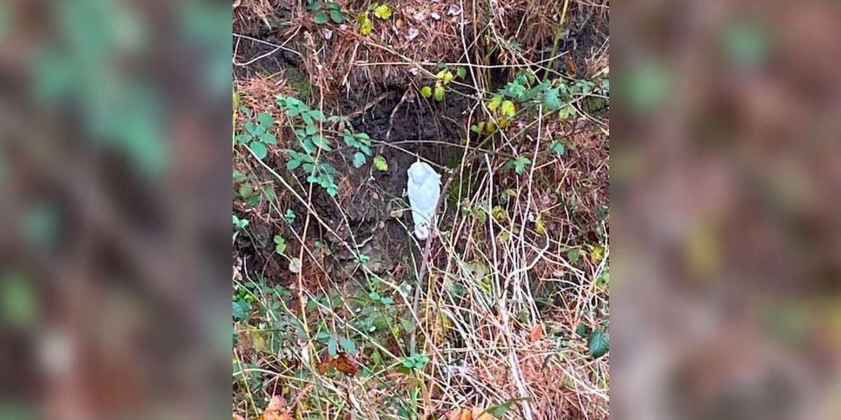 Kids Walking Home Notice White Blob In Woods And End Up Saving A Life