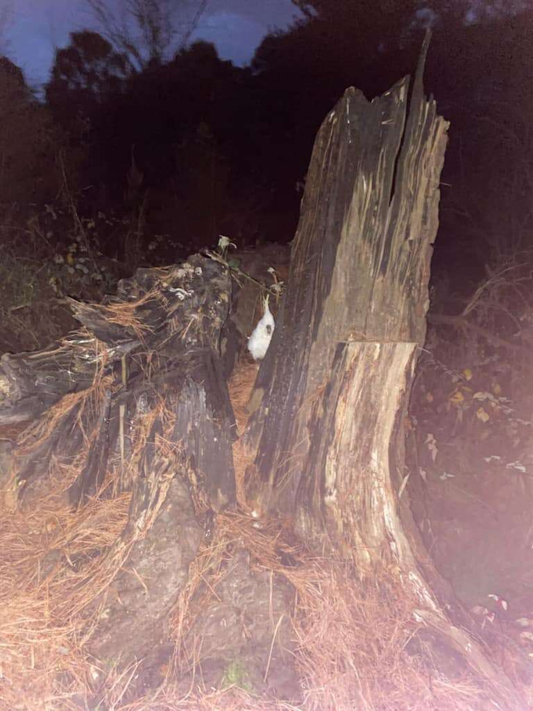 bird on tree stump