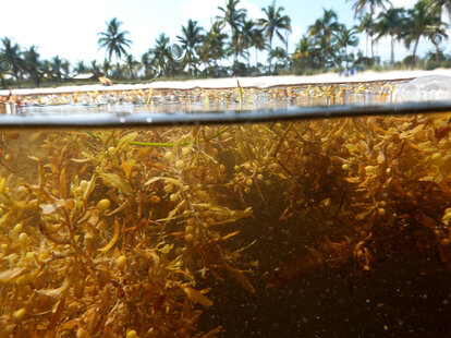 Sargassum floats along the shoreline in Key West, Florida.