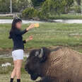 WATCH: Woman Taking Selfie Gets Too Close to Bison at Yellowstone National Park