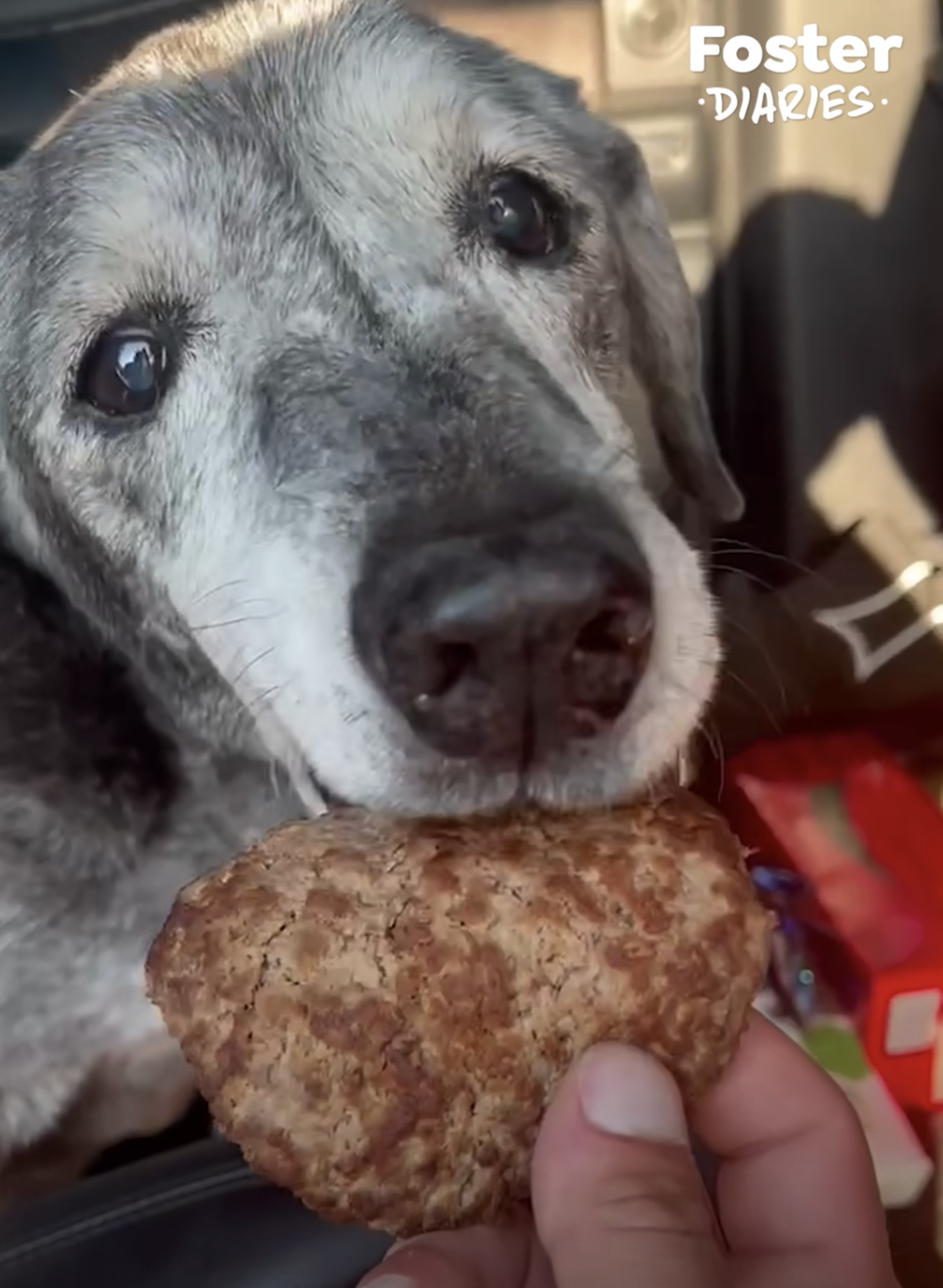 19-Year-Old Lab Becomes A Puppy Again After Being Rescued From Shelter ...
