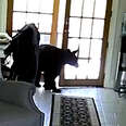 WATCH: Family Dog Scares Off Black Bear Entering House