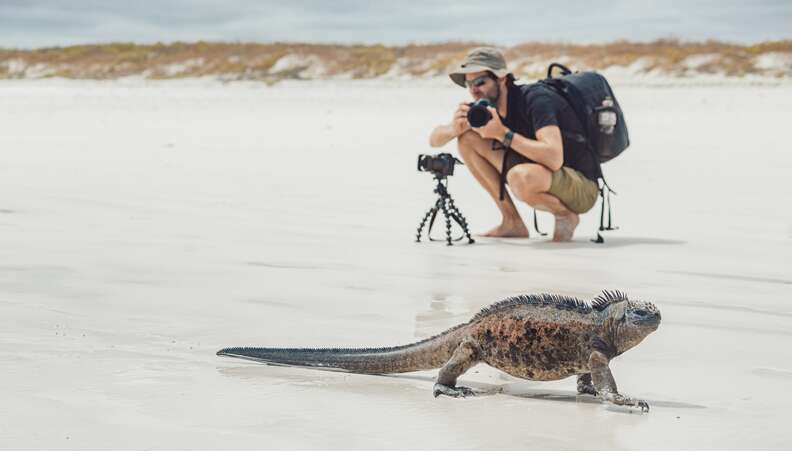 marine iguana and photographer