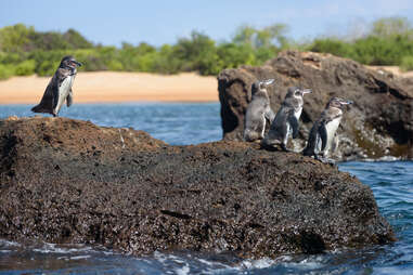 penguins on a rock