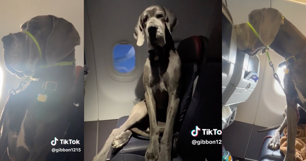 Flying with dogs on american outlet airlines