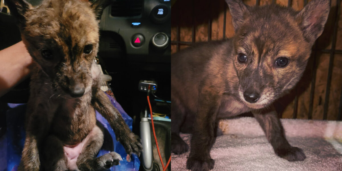 'Mystery Pup' Found Alone In The Rain Leaves Everyone Completely Baffled