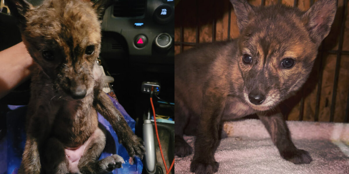 Tiny Chihuahua Has Cutest Vest To Protect Her From Coyotes - The Dodo