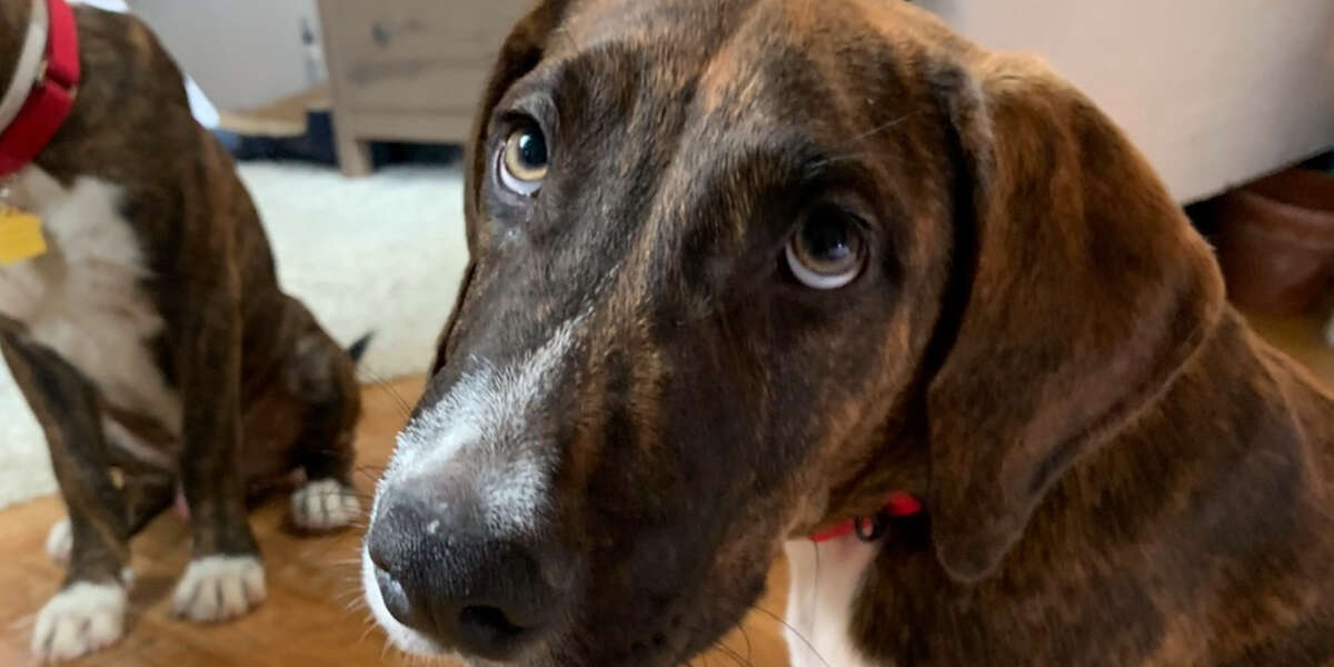 Woman Who Doesn’t Like Dogs Fosters A Destructive Pup Videos The Dodo