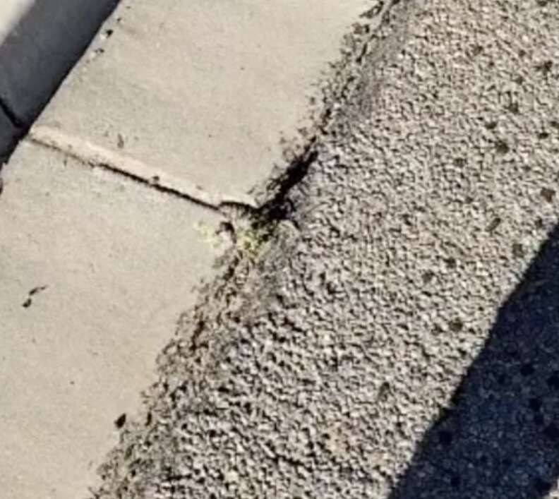 sidewalk crack