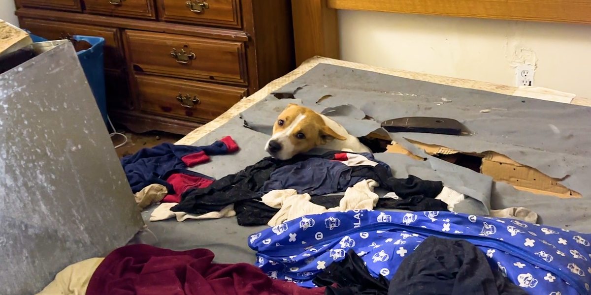 Stray Mama Dog Hid All Her Babies Under A Bed In An Abandoned House ...