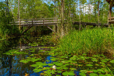 Okefenokee Swamp