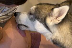 Husky Patiently Waits Next To Moms Belly To Finally Meet His Little Brother