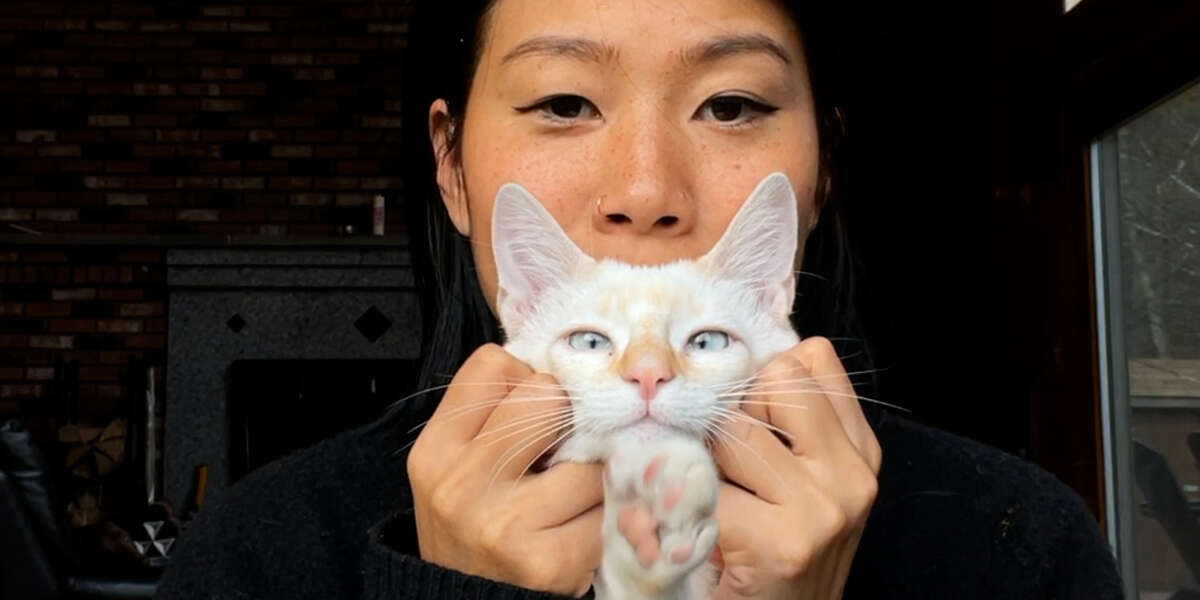 Tiny Kitten Wanders Up to Woman in Mexico Videos The Dodo