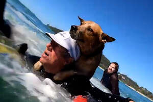 Drowning Dog Saved With Hydrofoil