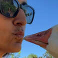 Guard Goose Becomes Women's Best Friend
