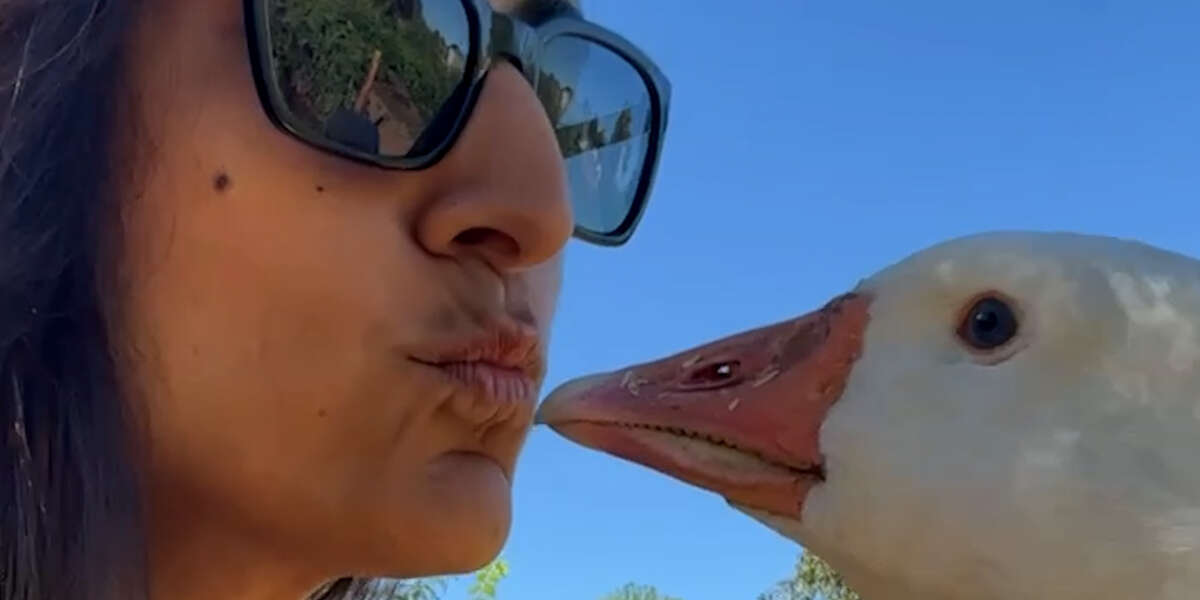 Guard Goose Becomes Women's Best Friend - Videos - The Dodo