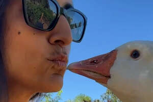 Guard Goose Becomes Women's Best Friend