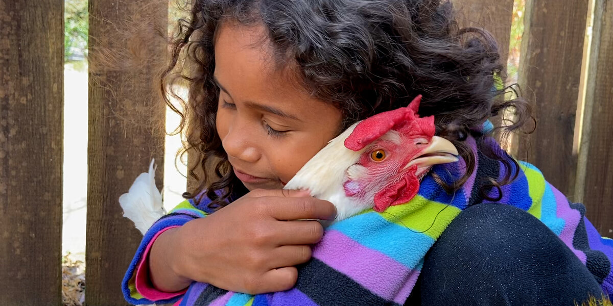 Reque Chicken Rescue Chicken Shares A Bedroom With Her Human Sister - Videos - The Dodo