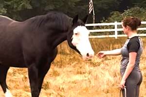 Horse Hates It When His Mom Is On Her Phone