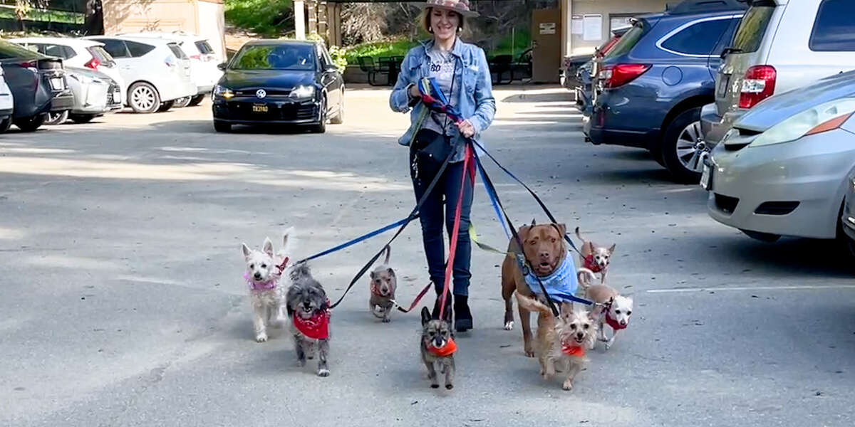 Rescue Pittie Fully Believes He's a Tiny Dog - Videos - The Dodo