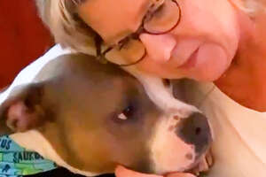 Sweet Pittie's BFF Is His Grandma